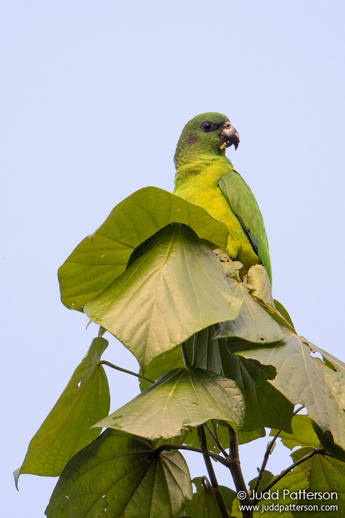 Black-billed Parrot, Ecclesdown Road, Jamaica